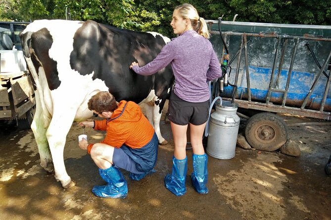 Half-Day Farm Visit and Cow Milking Experience - Traveler Feedback