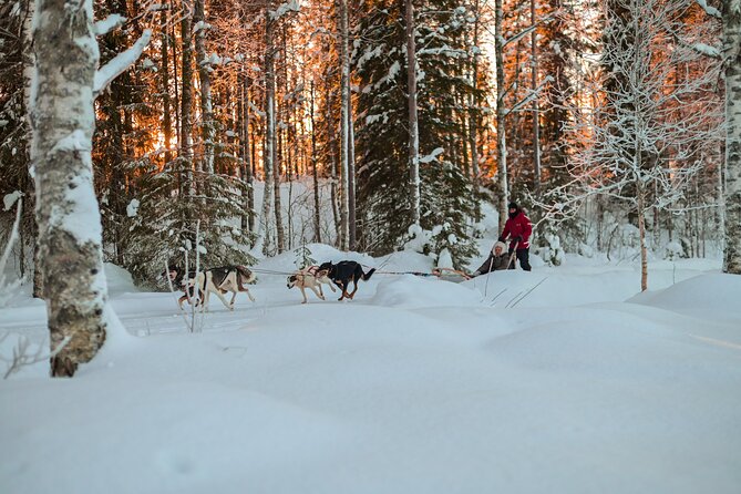 Half-Day Husky Safari and Salmon Ice Fishing Experience - Review Highlights