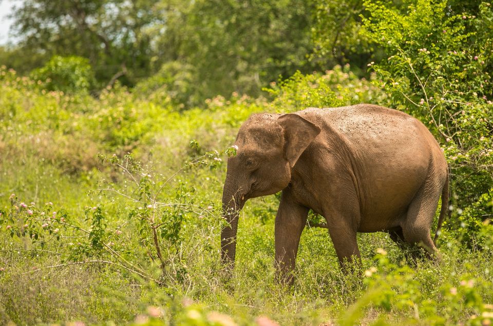 Half Day in Yala Safari - Prohibited Activities