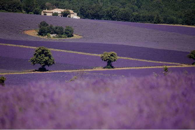 Half Day Lavender Road in Sault From Avignon - Transport and Accessibility