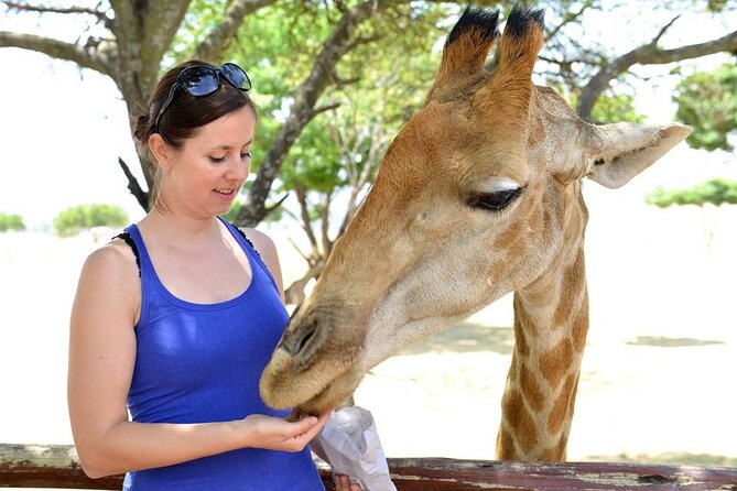 Half Day Lion Park Tour From Johannesburg or Pretoria - Cancellation Policy Explained