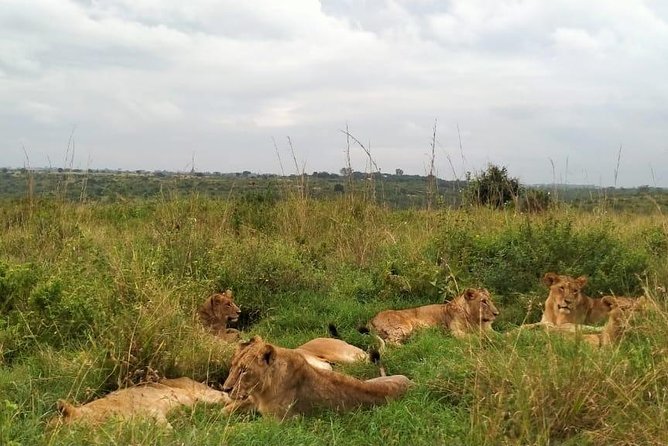 Half-Day Nairobi National Park Safari From Nairobi With Free Pickup - Wildlife Experience at the Park