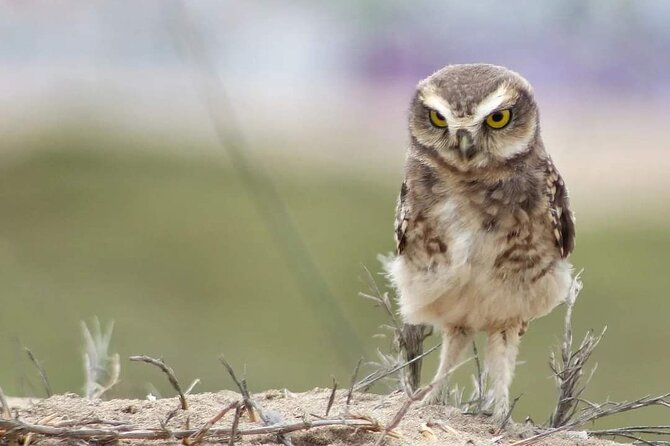 Half-Day Private Birdwatching Tour in Lima - Customer Reviews
