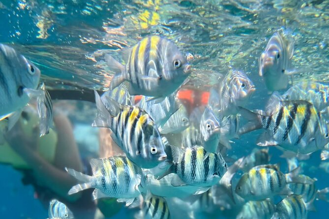 Half-Day Private Roatan Nature Park, Snorkeling, and Beach Tour - Customer Feedback