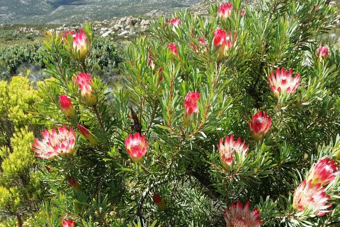 Half-Day Swartberg Pass PRIVATE Tour (Including Lunch & Transfer - Oudtshoorn) - Traveler Experiences and Reviews