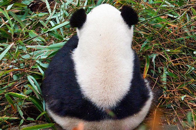 Half-Day Tour at Chengdu Panda Breeding Research Base - Tips for Visitors