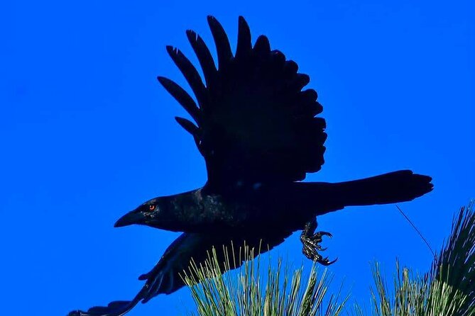 Half Day Tour Bird Watching in the Sierra De Bahoruco - Exploring the Sierra De Bahoruco