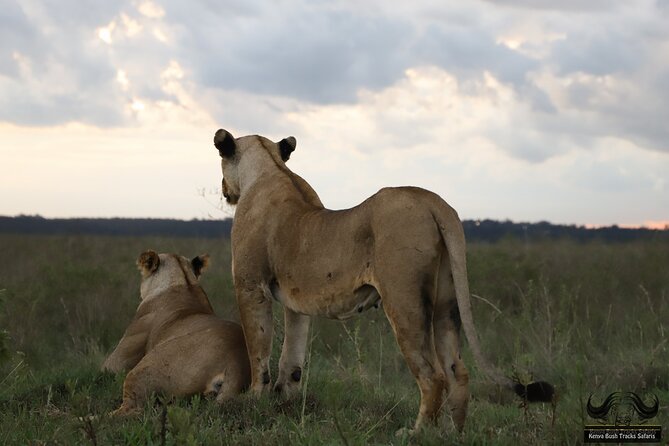 Half Day Tour in Nairobi National Park Safari - Why Choose This Safari Tour