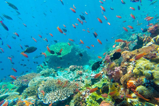 Half Day Tour Snorkeling in Nha Trang Bay Included Lunch - Customer Experiences