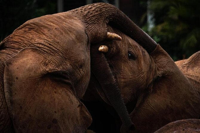 Half Day Tour to Elephant Orphanage & Giraffe Centre Nairobi - Inclusions and Fees