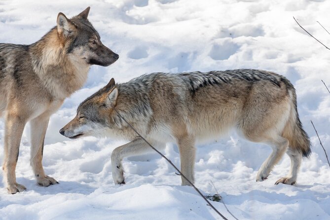 Half-Day Trip to Ranua Wildlife Park From Rovaniemi - Practical Information for Visitors