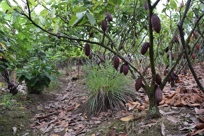 Half Day: Visit to Cocoa Farm From Guayaquil - Positive Guest Feedback