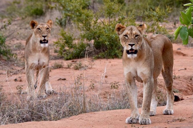 Half Day Wildlife Tour to Nairobi National Park Game Drive With Pickup/Drop off - Traveler Reviews