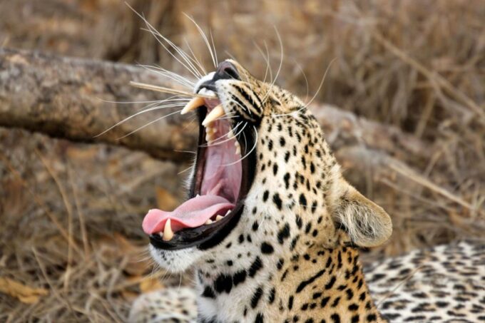 Hambantota Port: Yala National Park Safari Shore Excursion - Transportation and Convenience