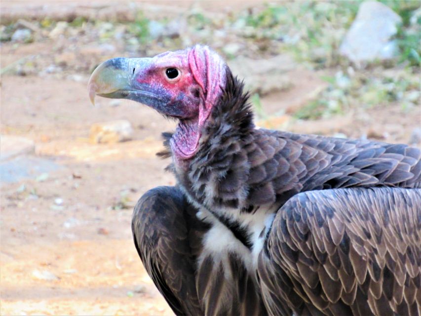 Hazyview: Blyde River Boat & Reptile Park Tour - Scenic Mountain Vistas