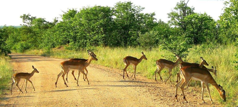 Hazyview to Kruger Park Safari & Panorama Route 2-Day Tour - Scenic Viewpoints