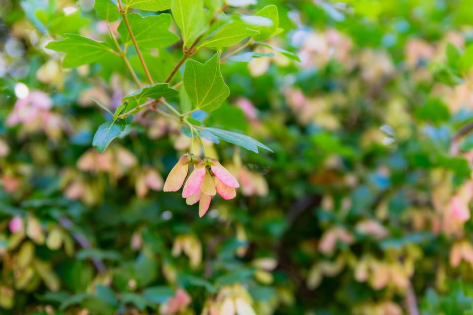 Herbalism and Wildlife (Small Group Experience) - Visiting Historic Churches