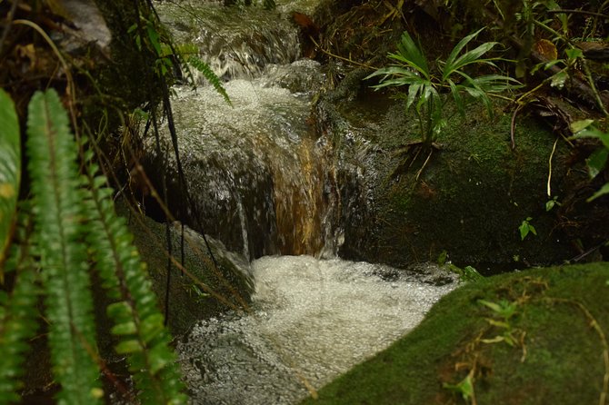 Hike at Rainforest Adventures Costa Rica Braulio Carrillo - Participant Requirements