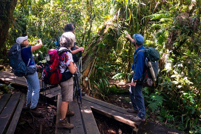 Hike: Bélouve Rainforest and Trou De Fer - Cancellation Policy