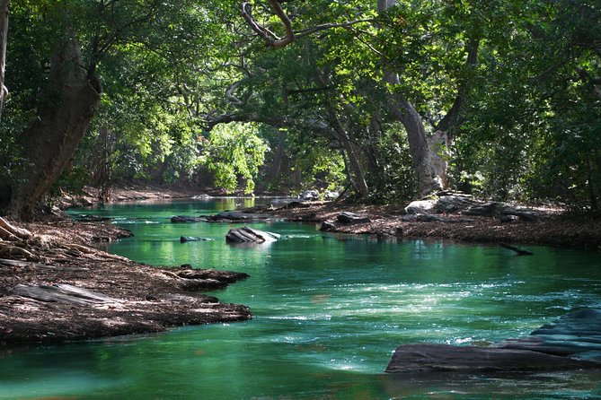 Hiking in the Black River Gorges National Parc - Native Forest - Meeting Point and Schedule