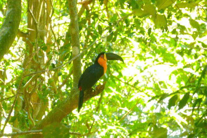 Hiking to Christ the Redeemer A Journey to Rios Iconic Landmark - Hiking to the Iconic Statue