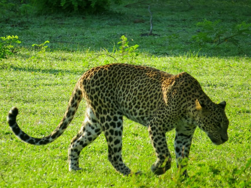 Hikkaduwa: Yala National Park Safari With Hotel Pickup - Inclusions and Exclusions