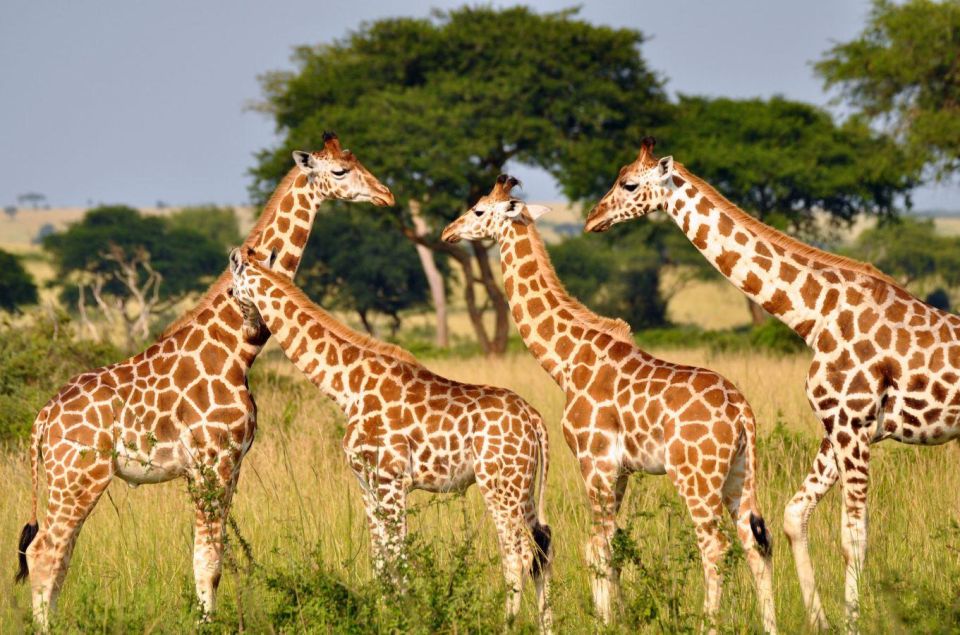 Hluhluwe Imfolozi Day Tour 4x4 Game Drive - From Durban - Additional Wildlife Encounters