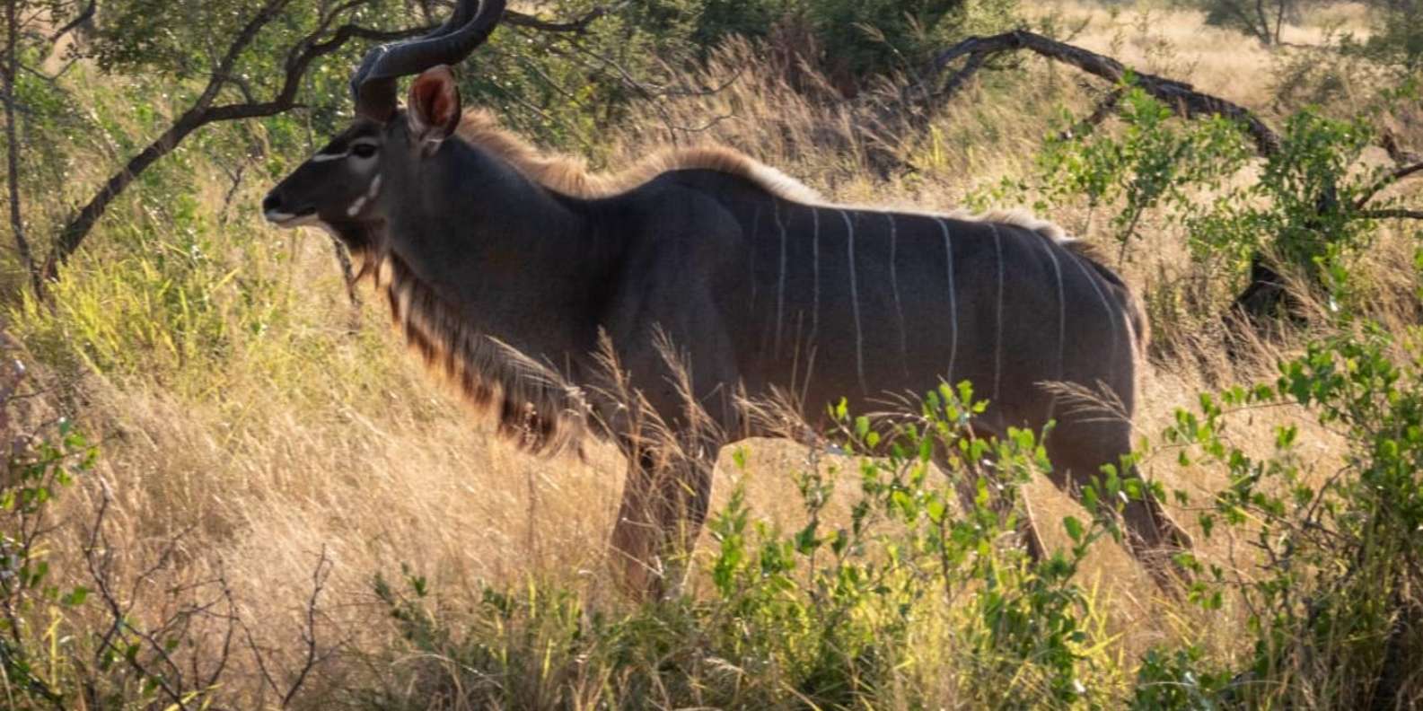 Hoedspruit: Evening Safari In Greater Kruger Private Reserve - Small Group Adventure