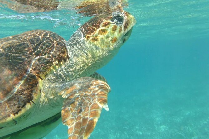 Hol-Chan Snorkel Tour From Caye Caulker - Exploring the Hol Chan Marine Reserve