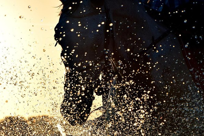 Horse Riding on the Beach, Rhodes - Riding Experience for All Levels