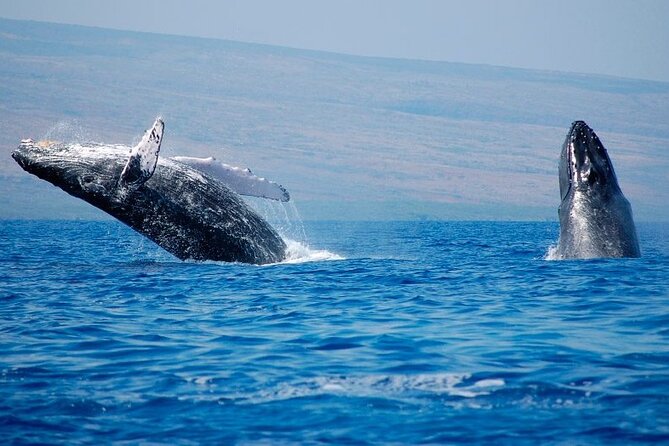 Humpback Whales Excursion in Samana - Health and Safety Considerations