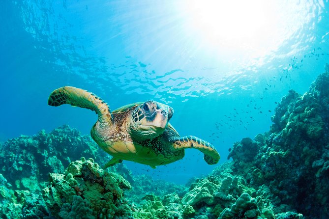 Hunstanton SEA LIFE Sanctuary General Admission Ticket - Interactive Experiences
