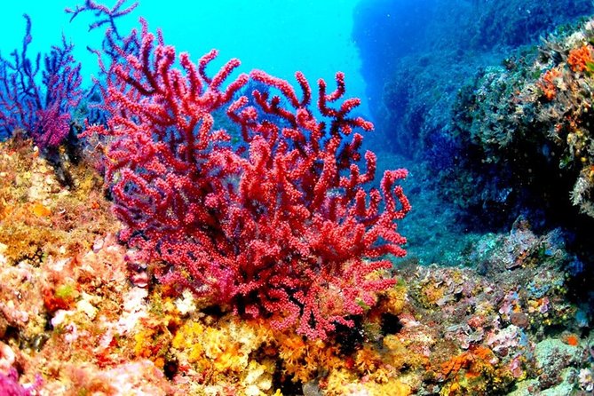 Hurghada Boat Trip to See Dolphins With Snorkeling and Lunch - Water Activities