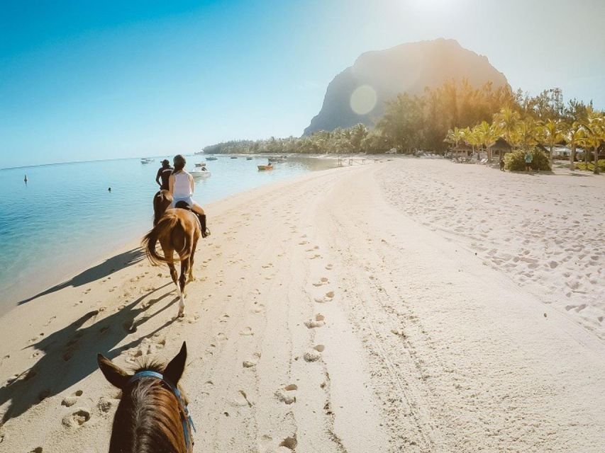 Hurghada: Desert and Sea Horseback Riding Tour With Transfer - Experience Highlights