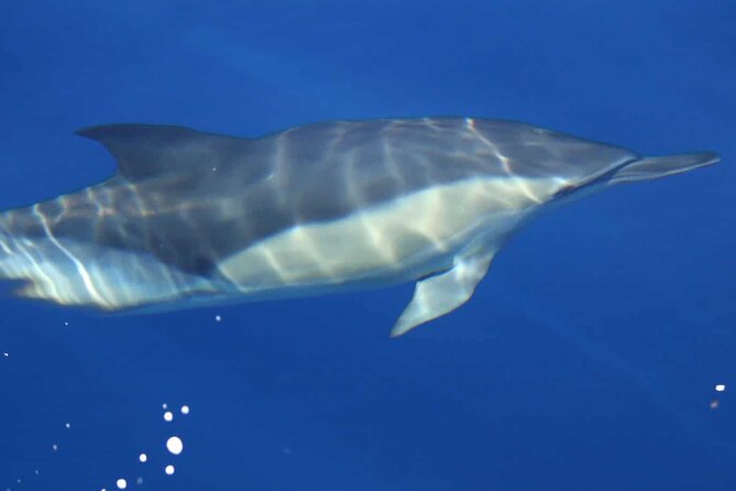 Hurghada Full-Day Boat Trip to Dolphin House &Snorkelling- Lunch - Snorkeling Activities