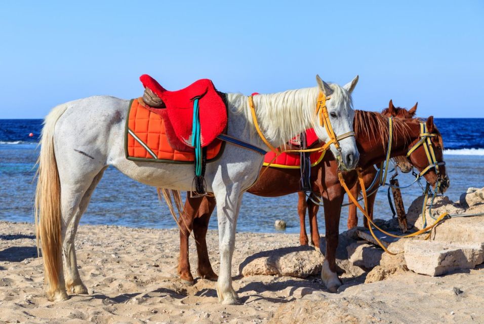 Hurghada: Horse Ride Along the Sea & Desert With Transfers - Customer Reviews and Ratings