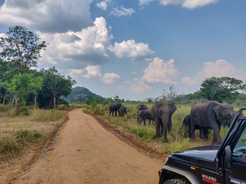 Hurulu Eco Park: 3-Hour Morning or Evening Safari - Elephant Migration Patterns