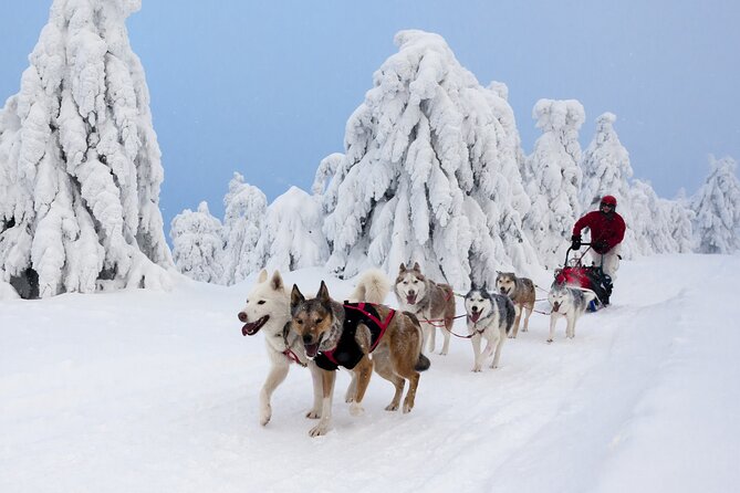 Husky Sledding Tour - Pricing and Discounts
