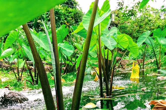 Iao Needle Gardens Streams Rainforest Walk & Bg Green Seaturtles - Savoring Local Hawaiian Cuisine