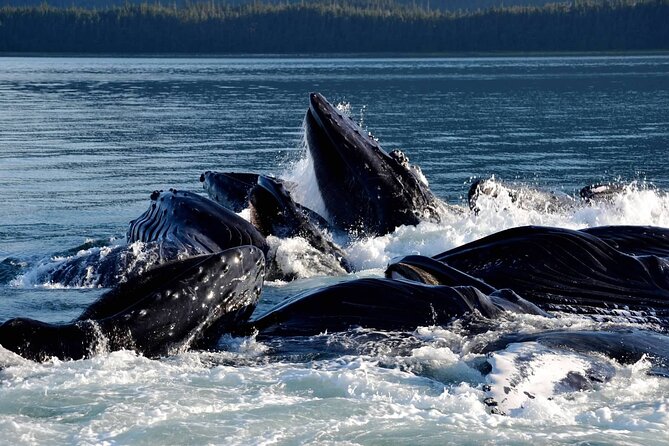 Icy Strait Whale & Wildlife Endeavor - Pricing and Cancellation Policy