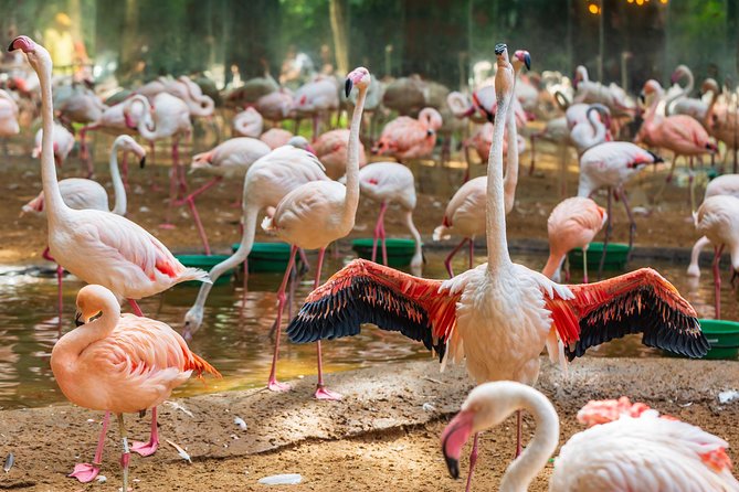 Iguassu Bird Park - Tickets Included - Transportation and Meeting Points