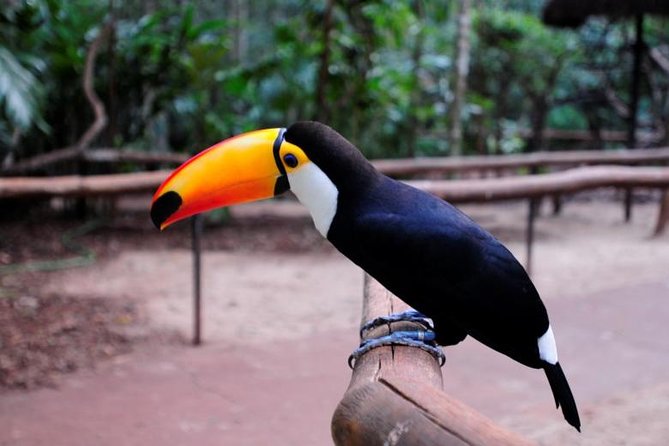 Iguazu Falls Brazilian Side & Bird Park From Puerto Iguazu - Review Highlights