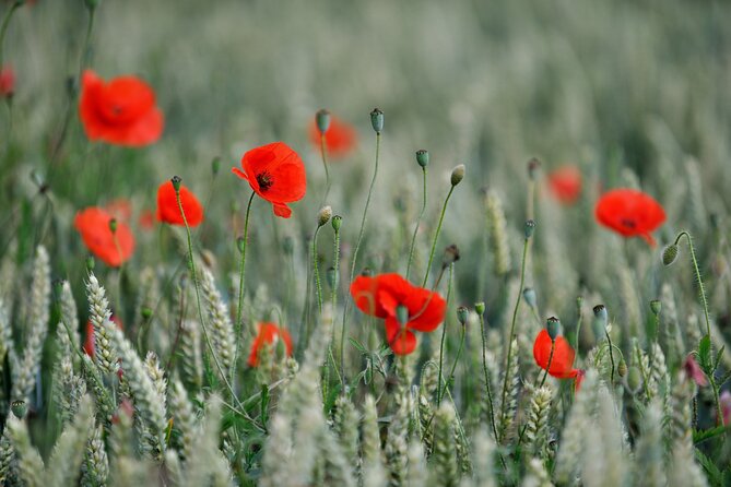 In Flanders Fields and Passchendaele Grand Tour - Preserved Historical Sites