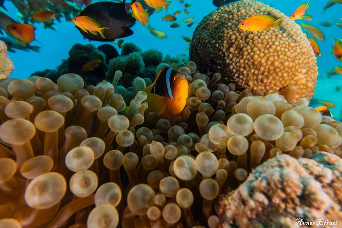 Introduction Diving at Coral Reef With Instructor - 40 Minutes - Health and Safety Guidelines