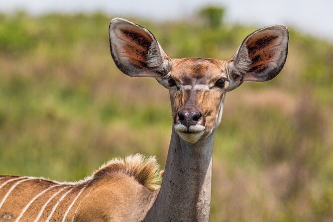 Isimangaliso Sunset Game Drive - Pricing and Booking Options