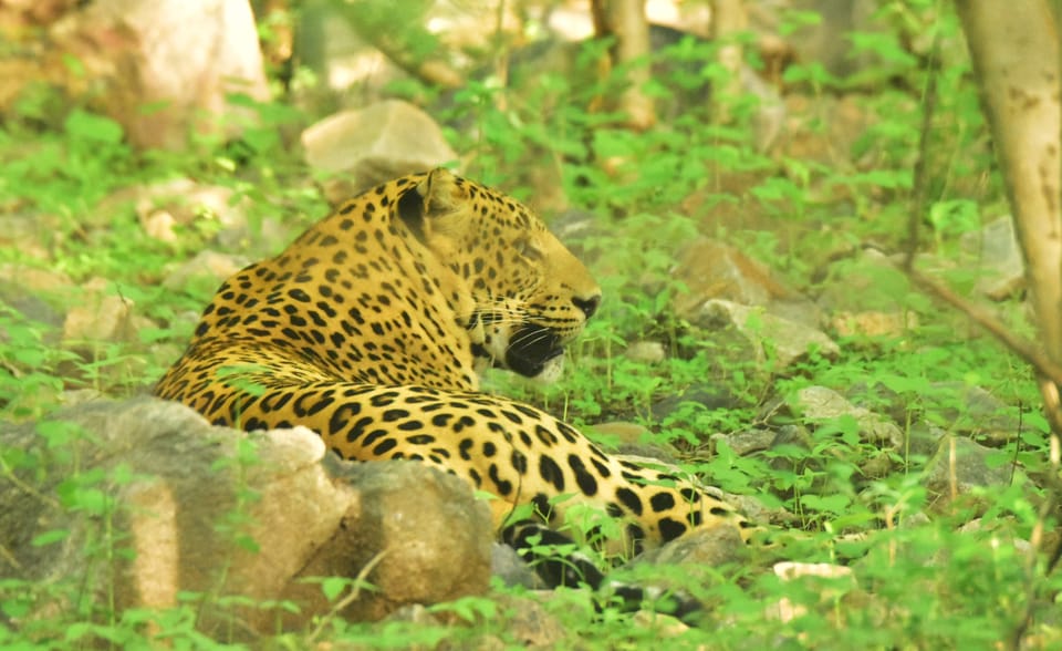 Jaipur: Private Guided Safari at Amagarh Leopard Reserve - Important Guidelines