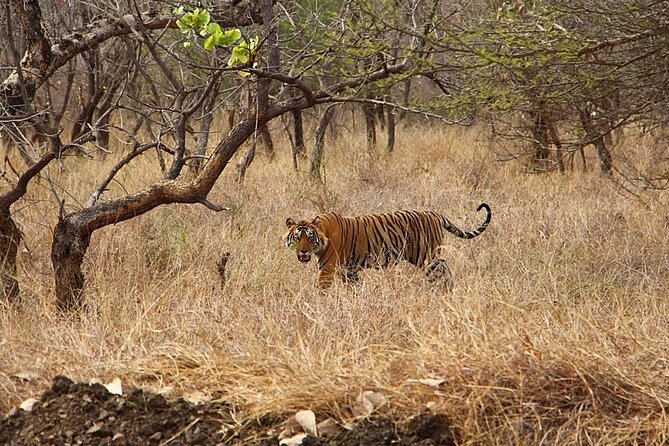 Jaipur to Ranthambore National Park Same Day Tour - Safari Experience