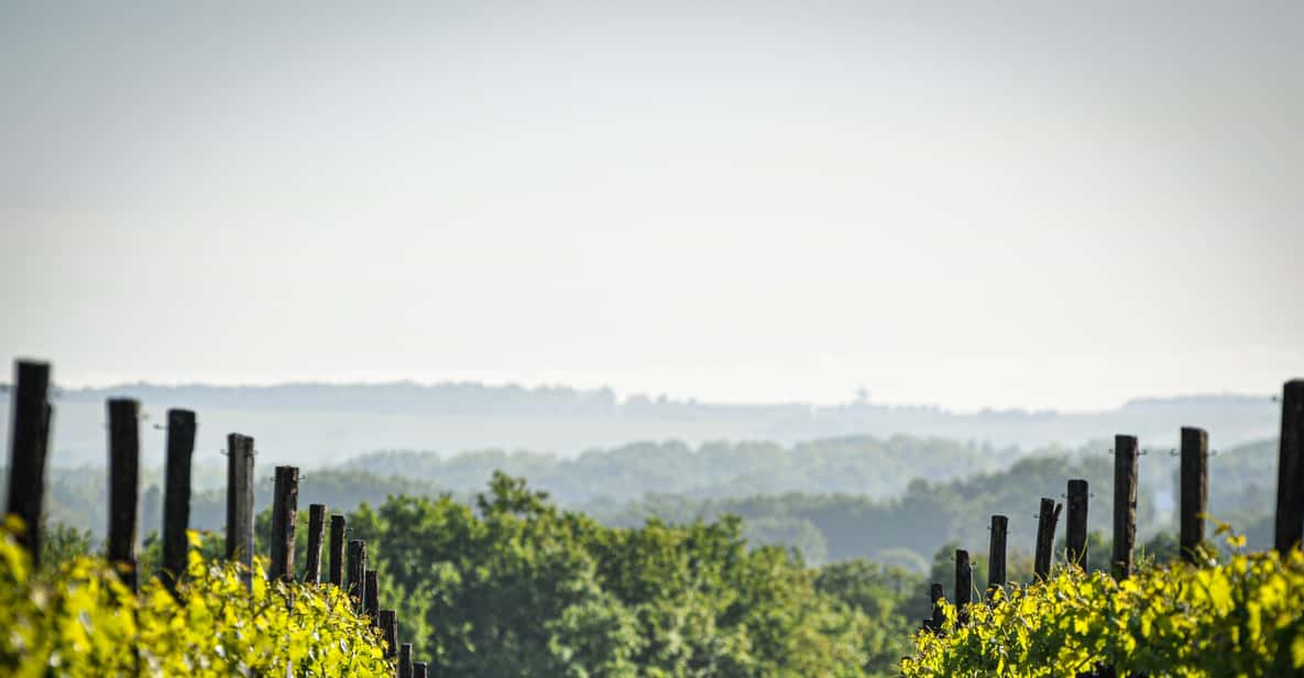 Jarnac-Champagne: Tour at Château Montifaud Cognac ENG - Tour Details