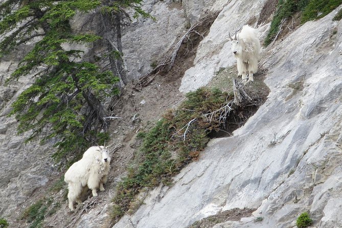 Jasper Evening Wildlife Tour - Wildlife Viewing Highlights
