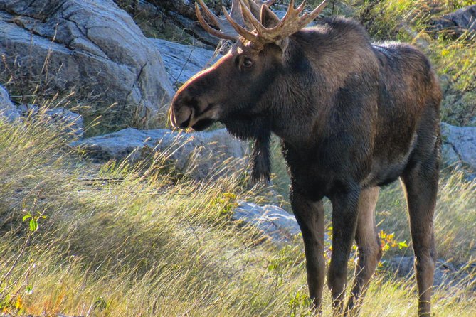 Jasper to Banff One-Way Tour - Traveler Reviews and Feedback